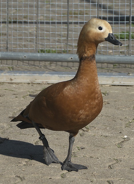 他们有望重